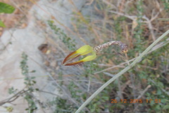 Ceropegia juncea